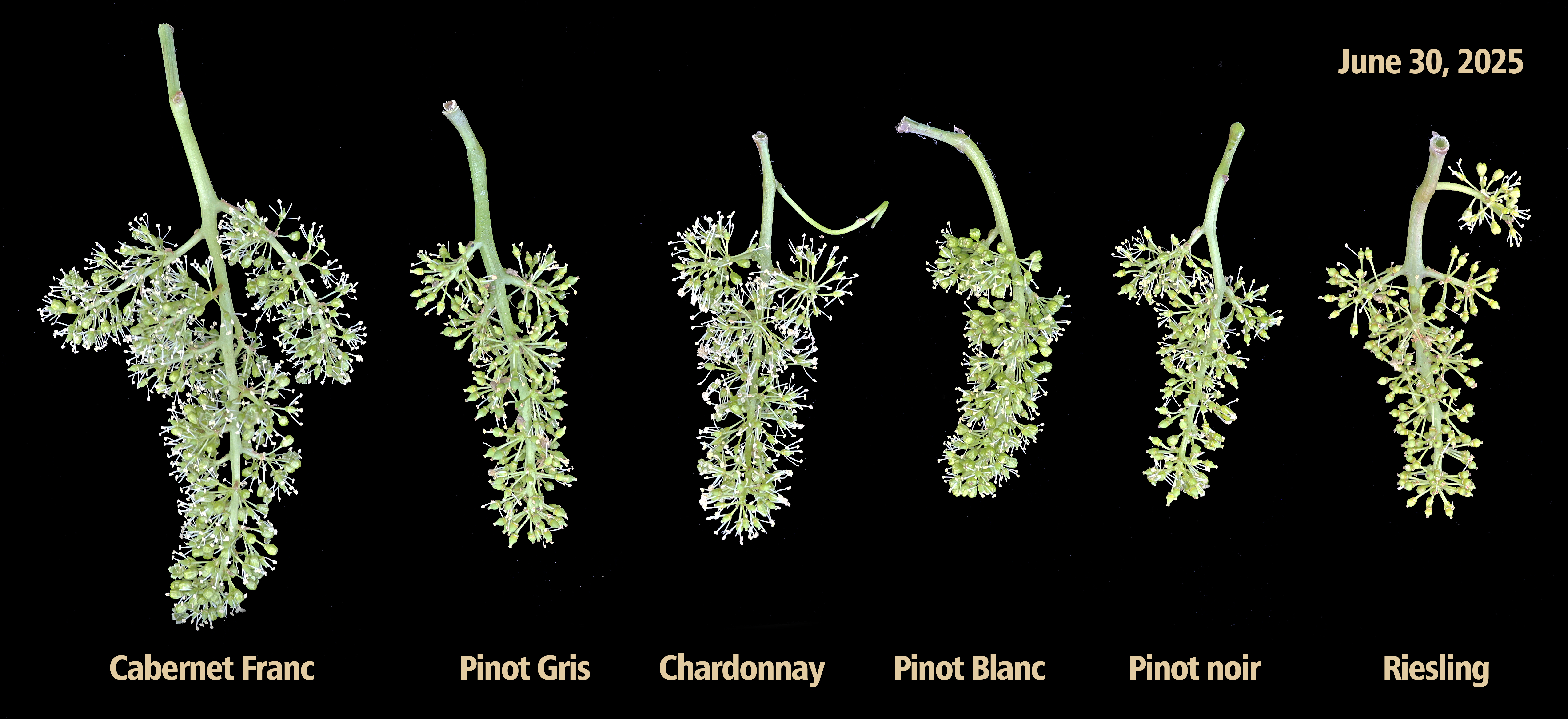 Cabernet Franc, Pinot Gris, Chardonnay, Pinot Blanc, Pinot noir and Riesling grape varieties.